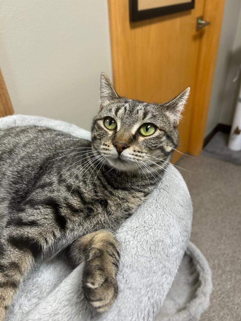 Kelpie, Adoptable, Young Female Domestic Short Hair.