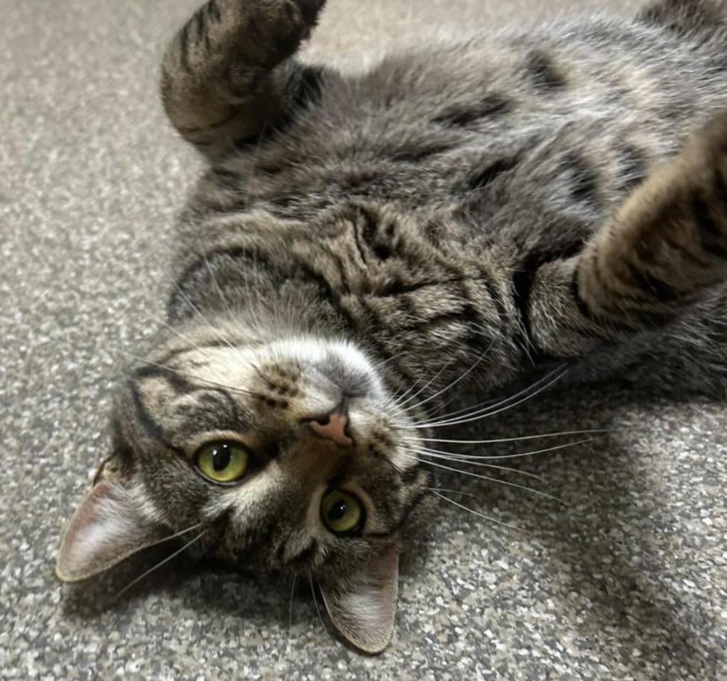 Kelpie, Adoptable, Young Female Domestic Short Hair.