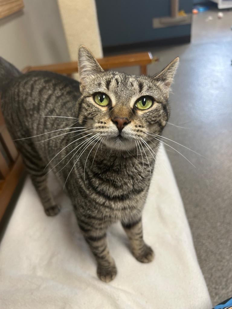 Kelpie, a Adoptable mixed breed in Spooner, WI image 2/3