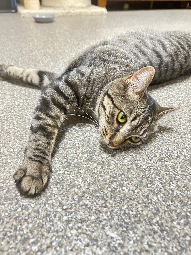 Kelpie, Adoptable, Young Female Domestic Short Hair.