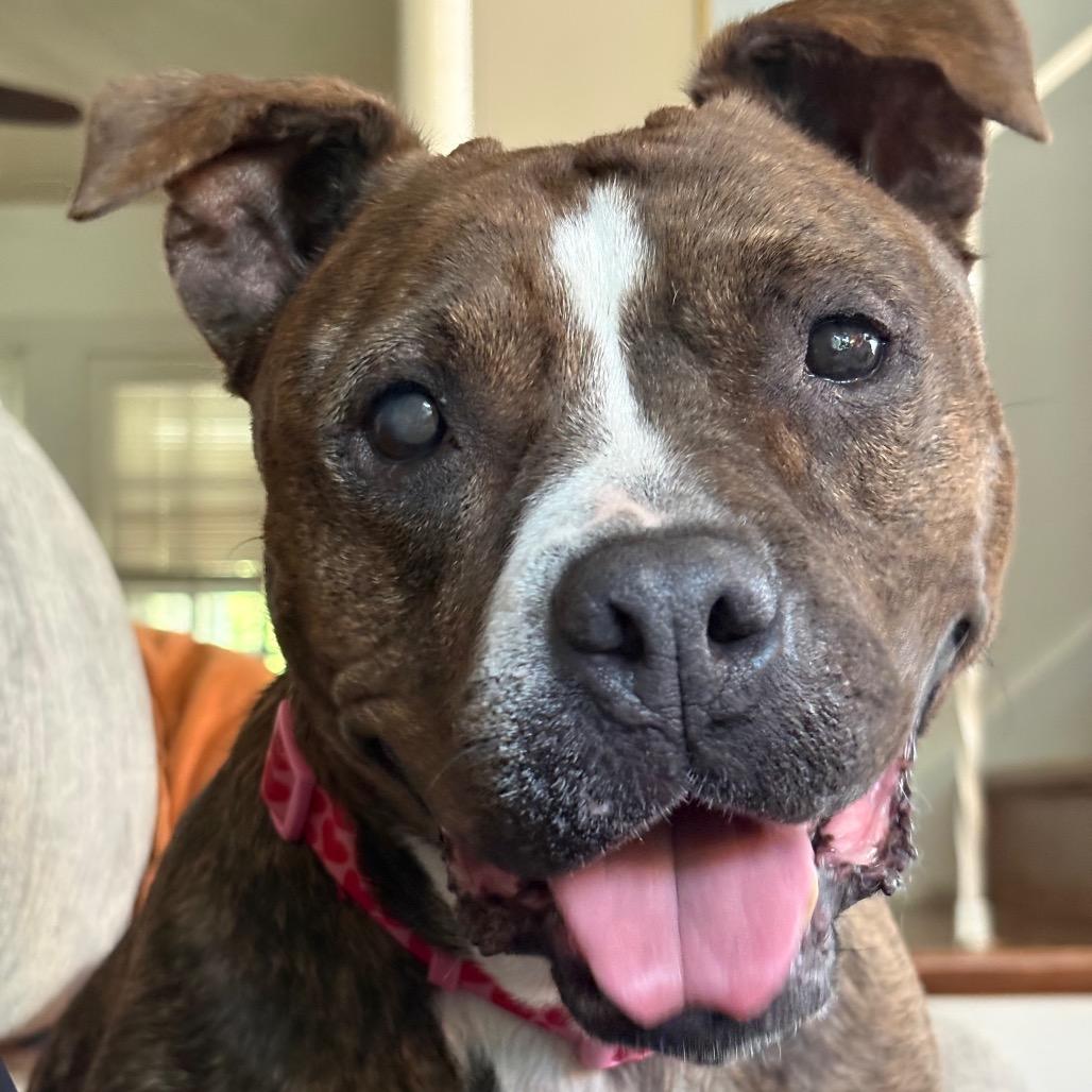 Bunny, Adoptable, Adult Female American Staffordshire Terrier & Mixed Breed.