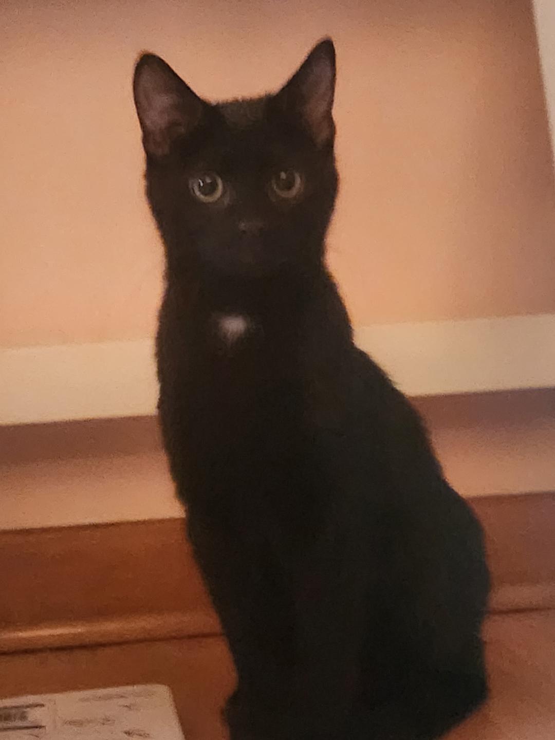 Enlarge Glacius, an adopted Domestic Short Hair in Mokena, IL image 2/2