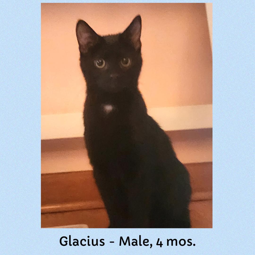 Glacius, adopted, Kitten Male Domestic Short Hair.