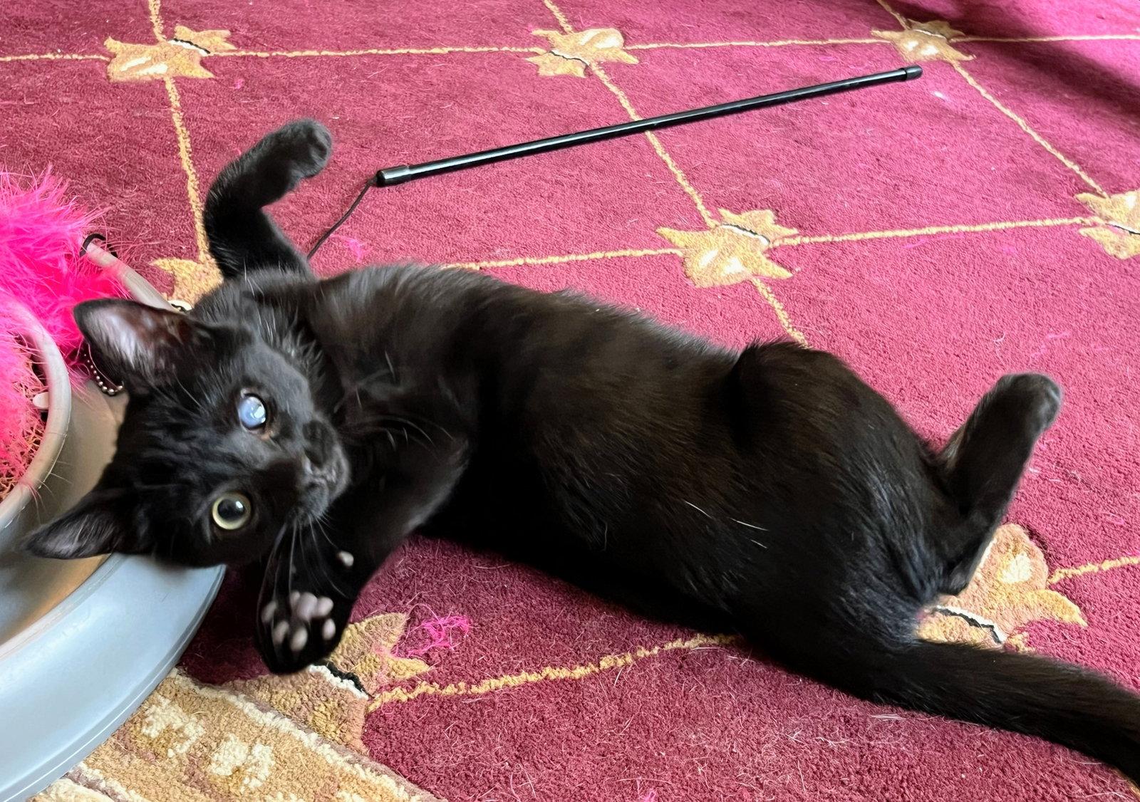 Lumi, Adopted, Kitten Female Domestic Short Hair.