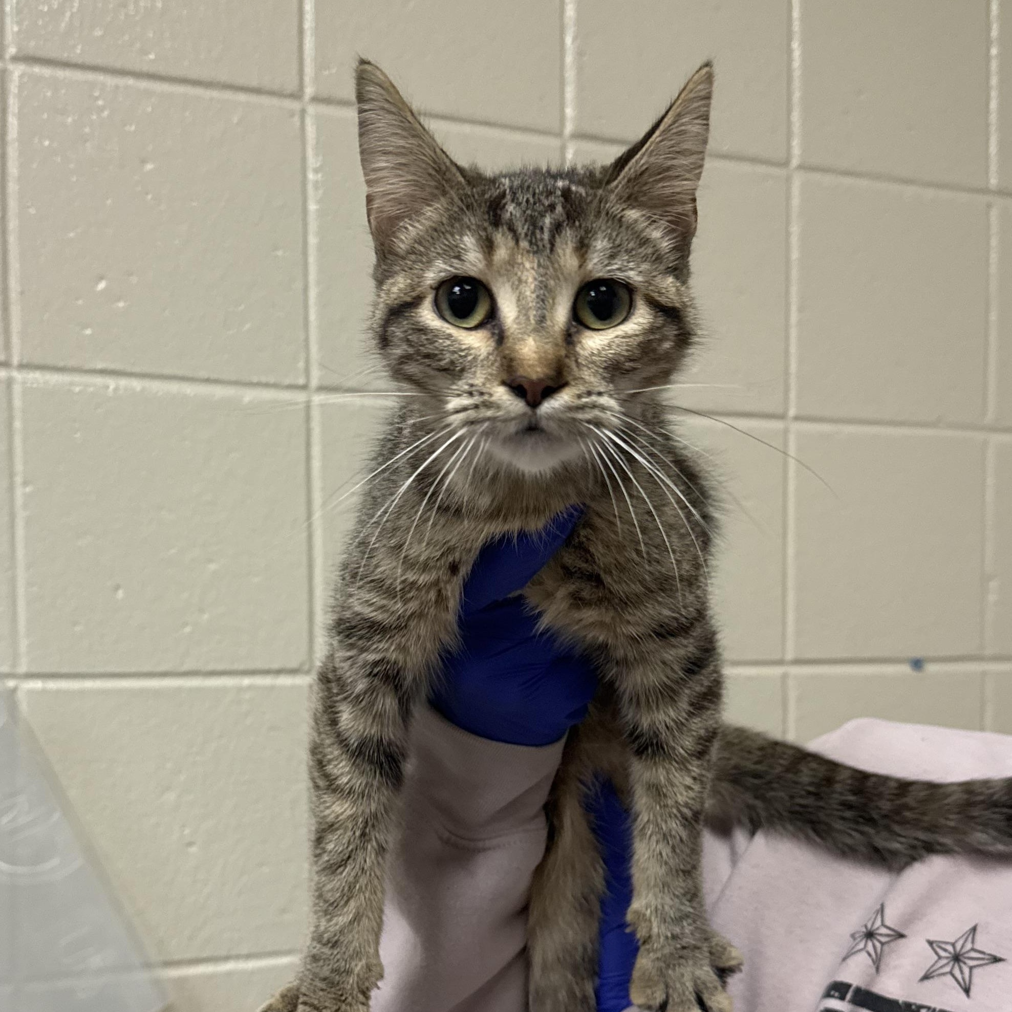 Honey, Adoptable, Young Female Domestic Short Hair.