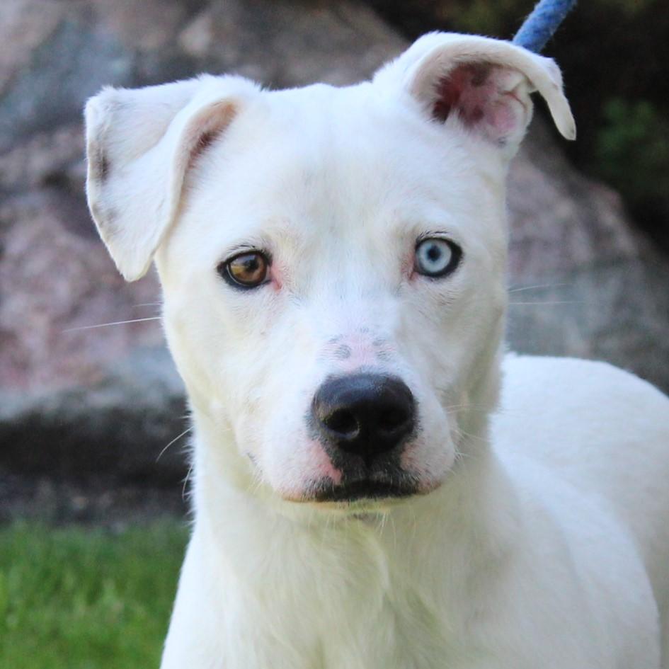 Enlarge Nero, a Adoptable mixed breed in Eaton, OH image 1/6