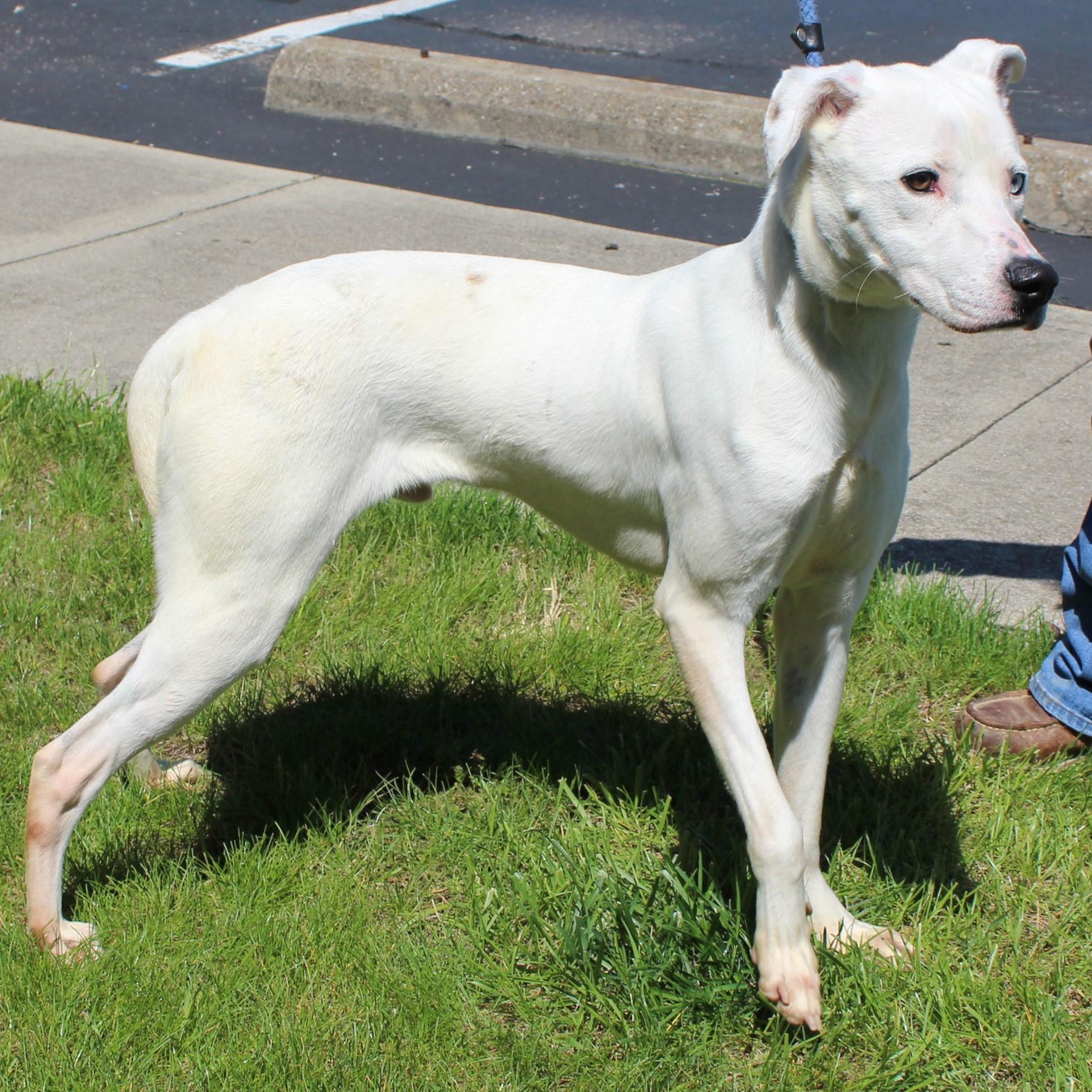 Enlarge Nero, a Adoptable mixed breed in Eaton, OH image 5/6