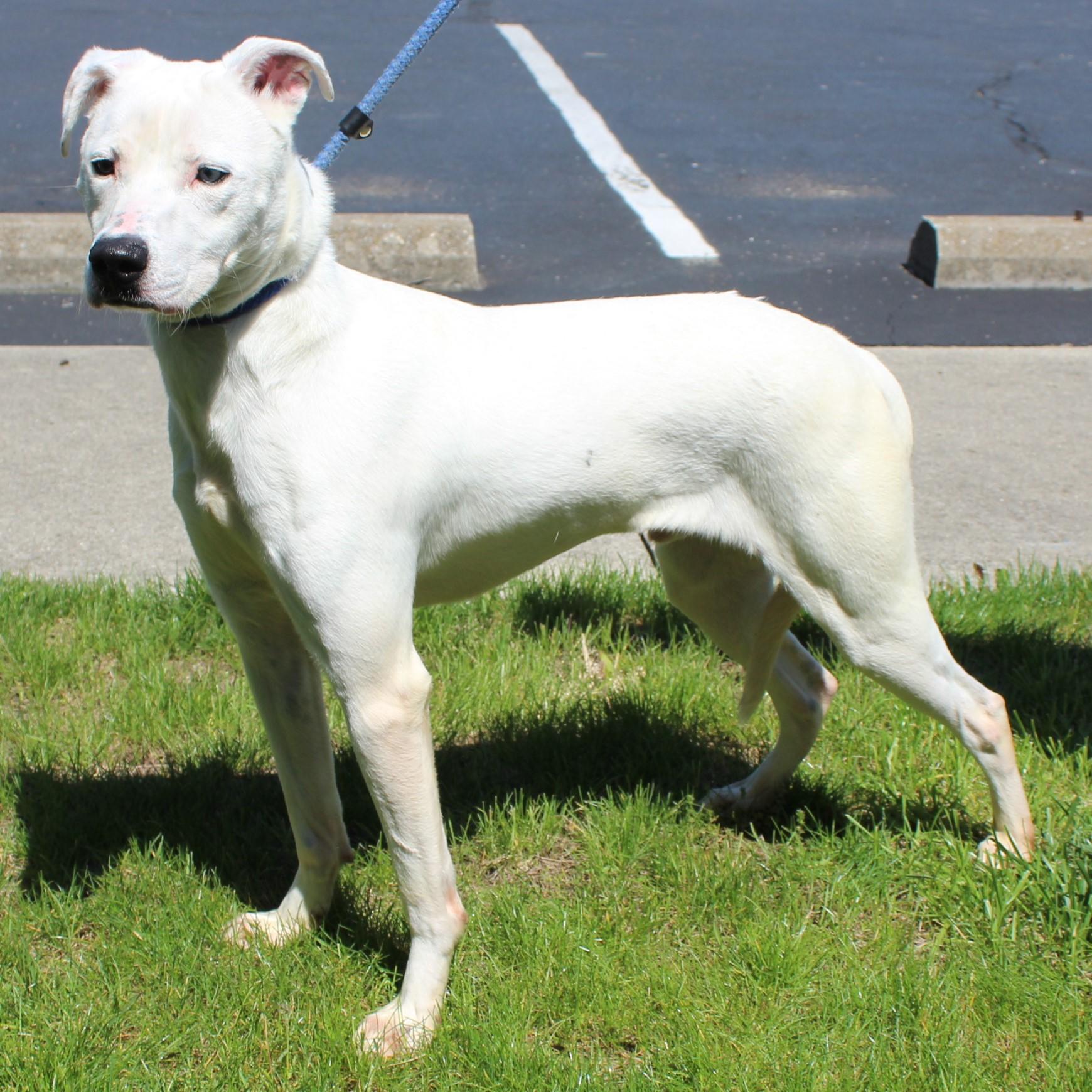 Enlarge Nero, a Adoptable mixed breed in Eaton, OH image 2/6
