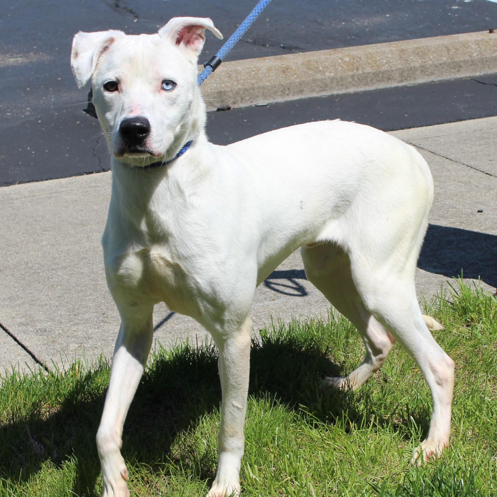 Enlarge Nero, a Adoptable mixed breed in Eaton, OH image 3/6