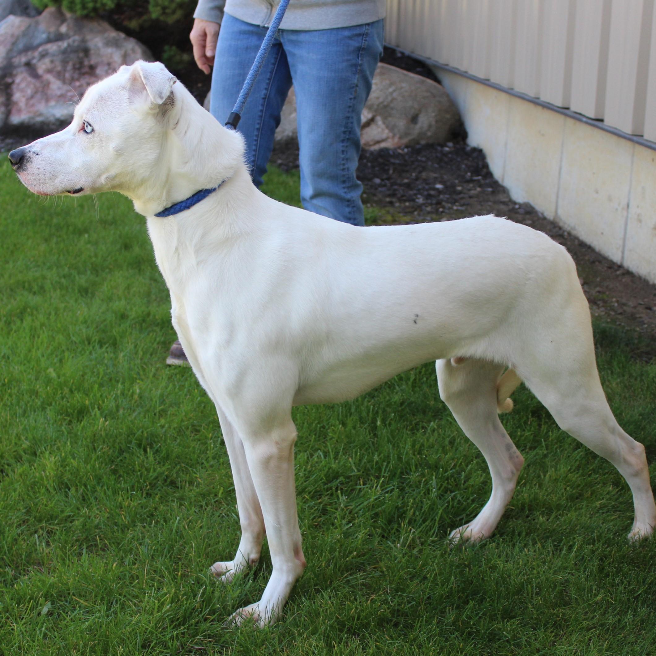 Enlarge Nero, a Adoptable mixed breed in Eaton, OH image 6/6