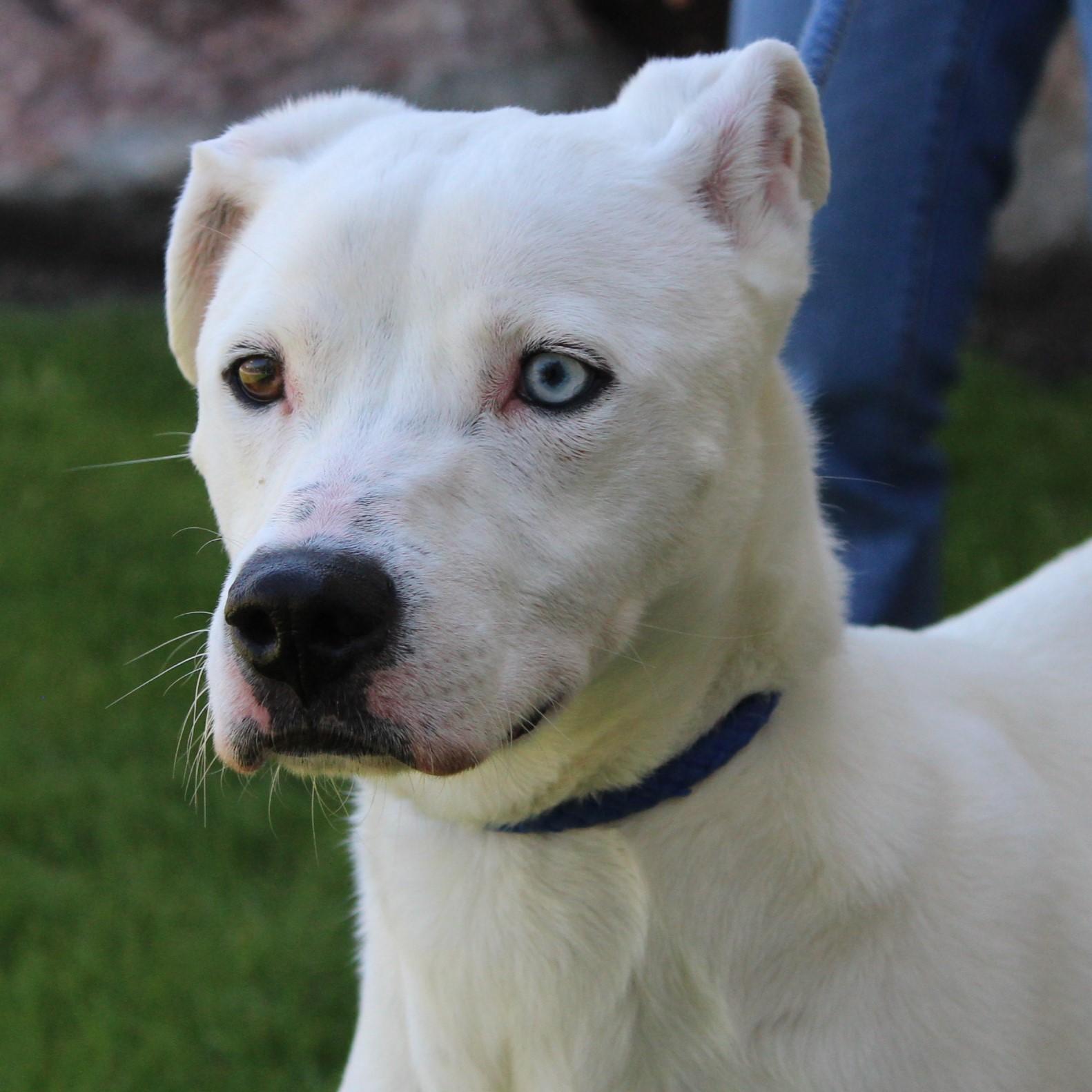 Enlarge Nero, a Adoptable mixed breed in Eaton, OH image 4/6