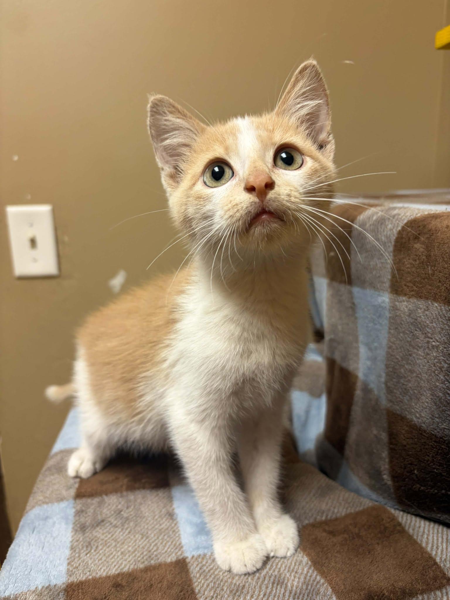 Enlarge Marcus the Brave, a Adopted mixed breed in Maryville, MO image 3/3