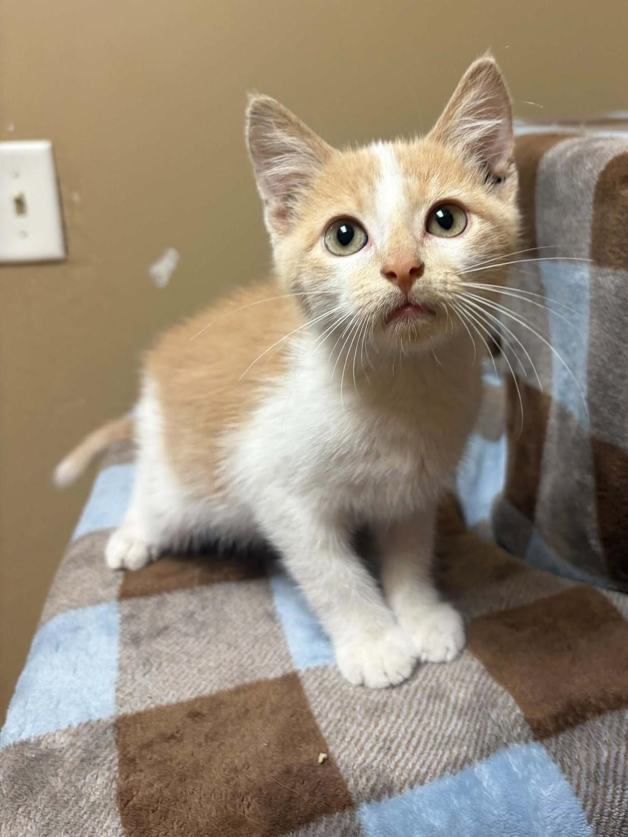Marcus the Brave, Adopted, Kitten Male Domestic Short Hair.