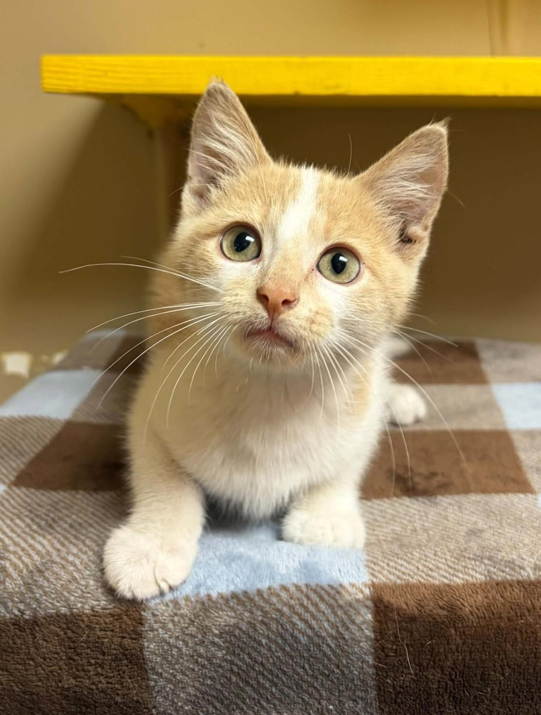 Enlarge Marcus the Brave, a Adopted mixed breed in Maryville, MO image 2/3