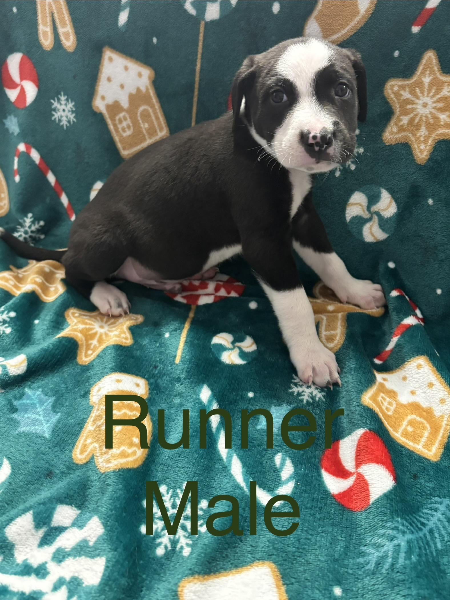 Enlarge Runner, a Adoptable mixed breed in Hamilton , NJ image 1/1