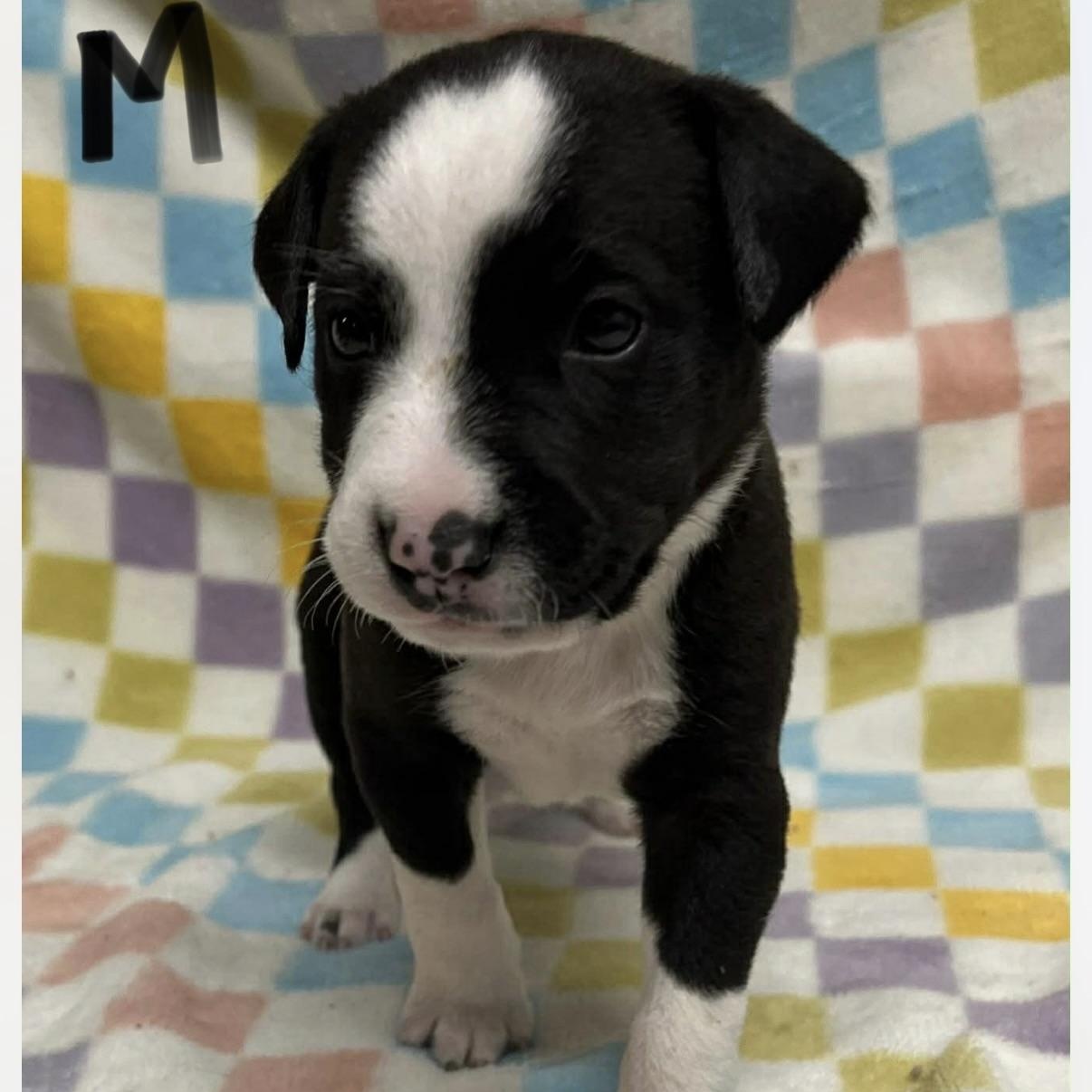 Runner, Adoptable, Puppy Male Pit Bull Terrier.