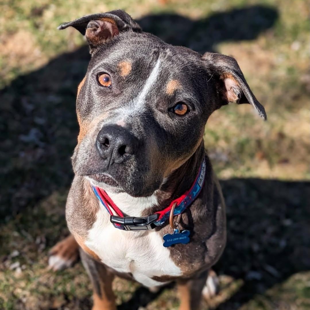 Enlarge Levi, an adopted mixed breed in Detroit, MI image 4/5