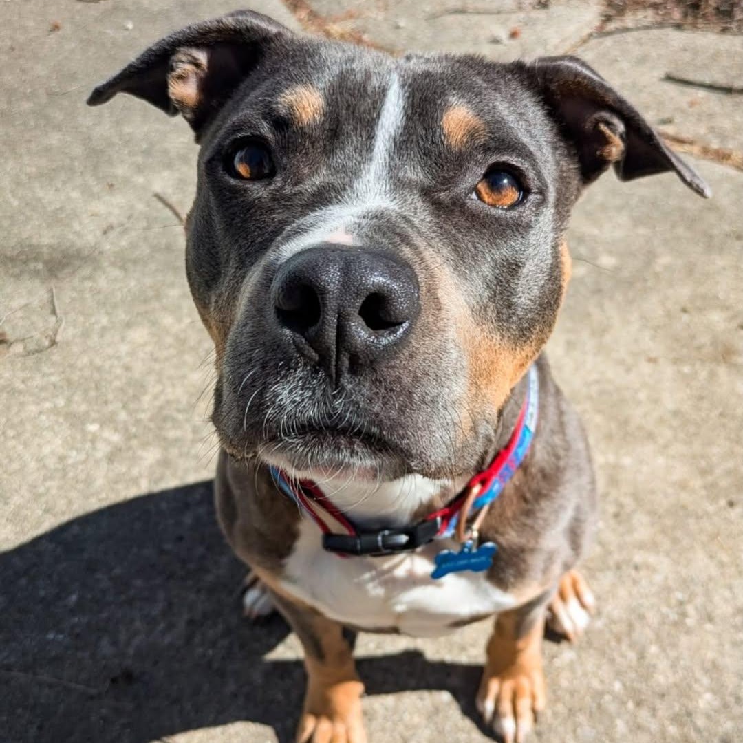 Levi, adopted, Young Male Pit Bull Terrier.
