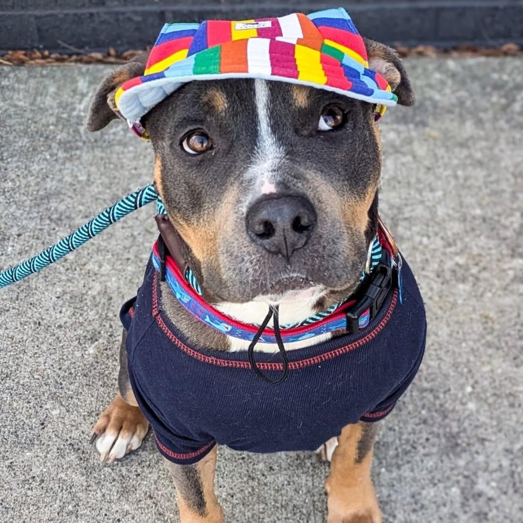 Enlarge Levi, an adopted mixed breed in Detroit, MI image 2/5