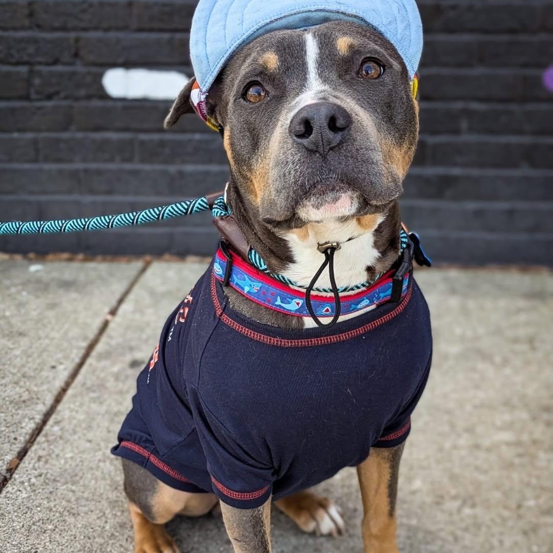 Enlarge Levi, an adopted mixed breed in Detroit, MI image 5/5