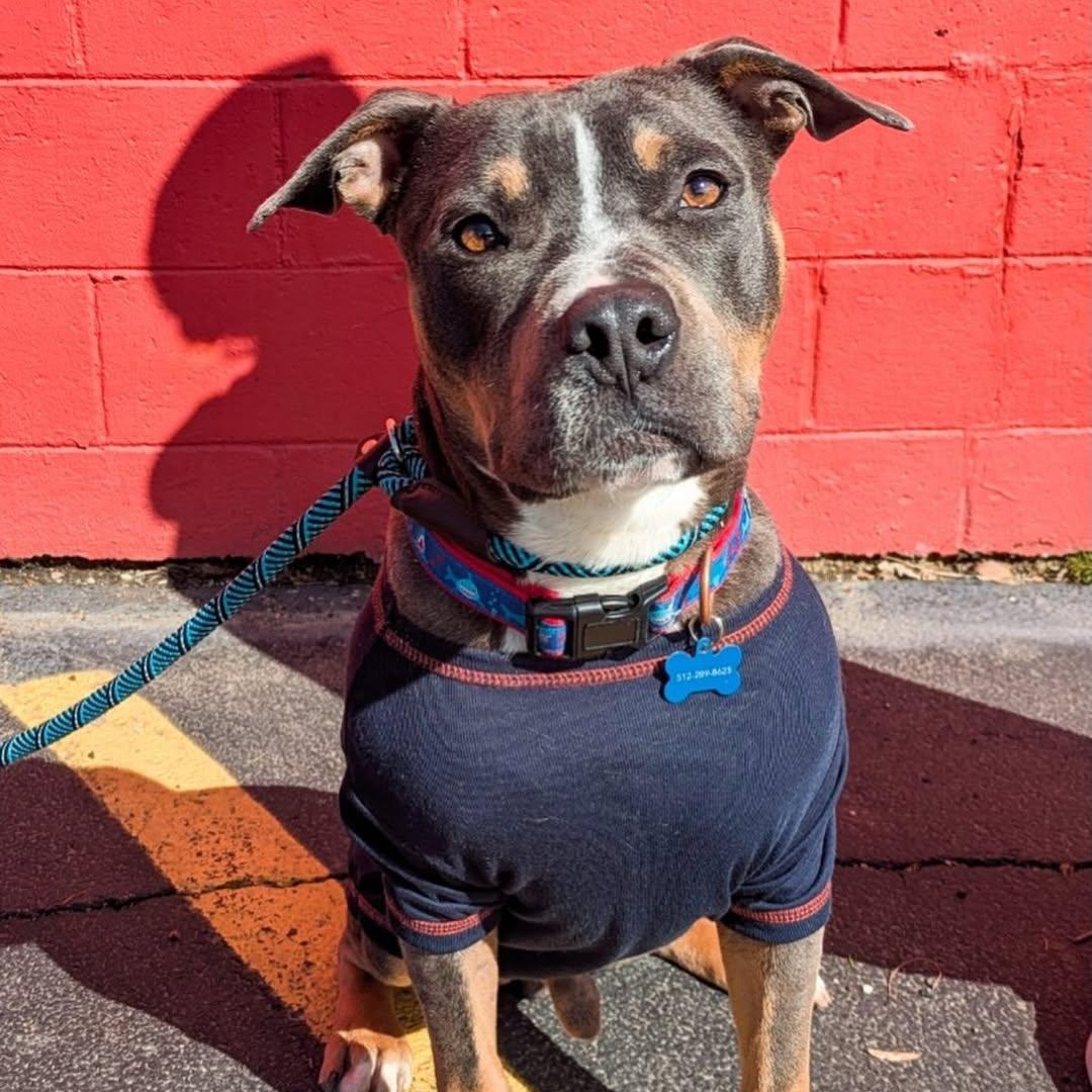 Enlarge Levi, an adopted mixed breed in Detroit, MI image 3/5