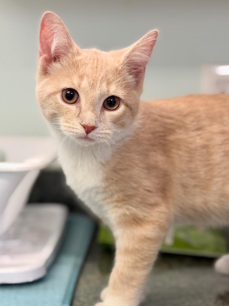 Tinky Winky, Adopted, Kitten Male Domestic Short Hair.