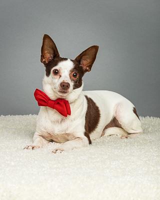 Remington, a Adoptable Chihuahua in Plano, TX image 1/6