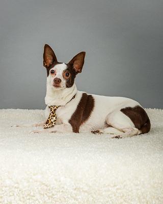 Remington, a Adoptable Chihuahua in Plano, TX image 2/6