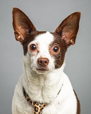 Remington, a Adoptable Chihuahua in Plano, TX image 3/6