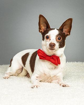 Remington, a Adoptable Chihuahua in Plano, TX image 4/6