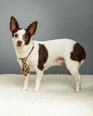 Remington, a Adoptable Chihuahua in Plano, TX image 5/6