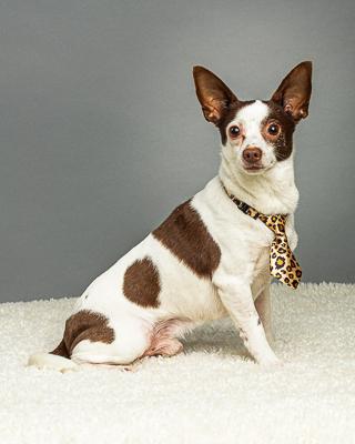 Remington, a Adoptable Chihuahua in Plano, TX image 6/6