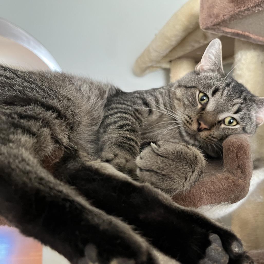 Green Bean, Adoptable, Adult Male Domestic Short Hair.