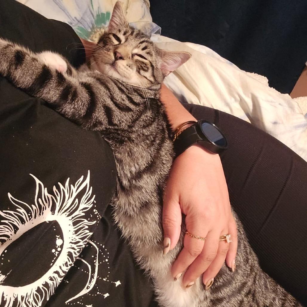 Enlarge Sushi (bonded w/ Ramen), a Adoptable Domestic Short Hair in Howard beach, NY image 1/6