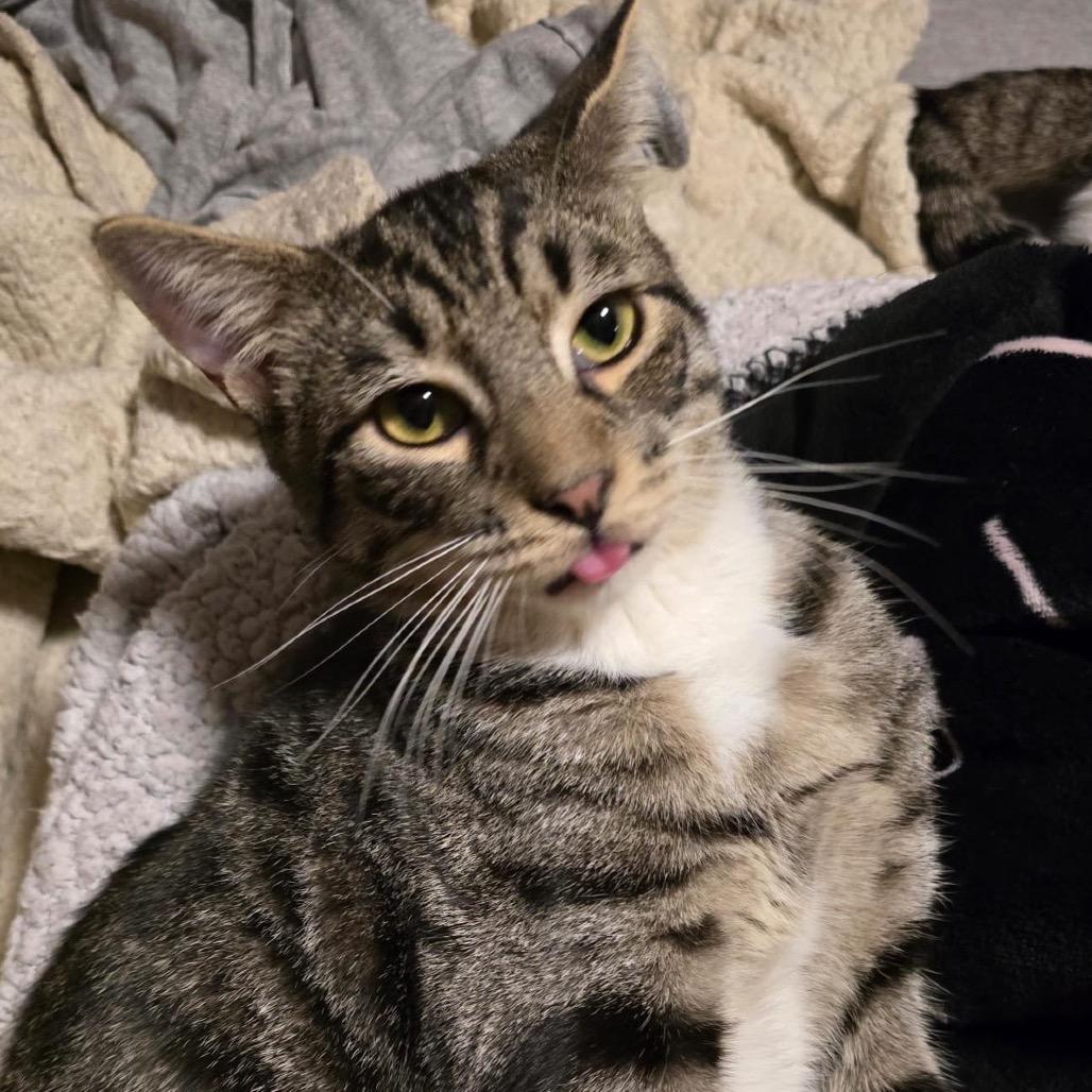 Enlarge Sushi (bonded w/ Ramen), a Adoptable Domestic Short Hair in Howard beach, NY image 3/6