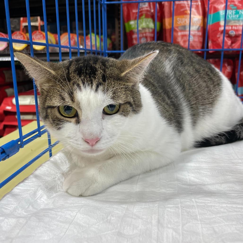 Enlarge Sushi (bonded w/ Ramen), a Adoptable Domestic Short Hair in Howard beach, NY image 4/6