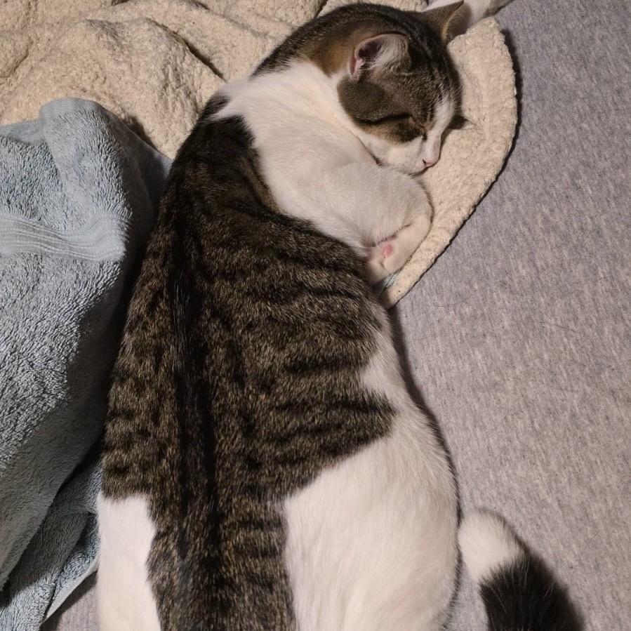 Enlarge Sushi (bonded w/ Ramen), a Adoptable Domestic Short Hair in Howard beach, NY image 5/6