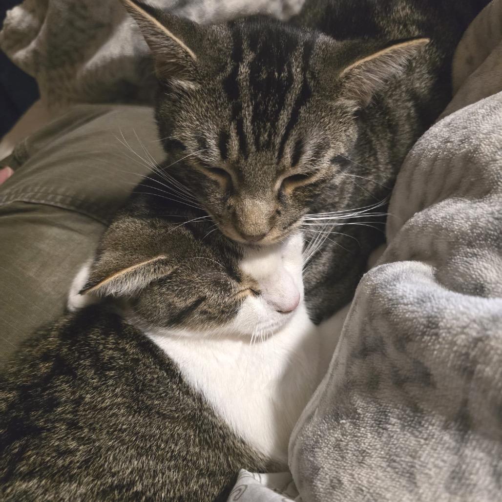 Enlarge Sushi (bonded w/ Ramen), a Adoptable Domestic Short Hair in Howard beach, NY image 6/6