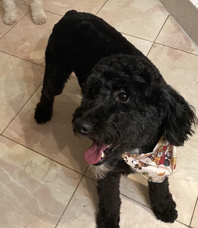 Enlarge Snoopy-Courtesy Posting, a ADOPTABLE mixed breed in Sudbury, MA image 2/2