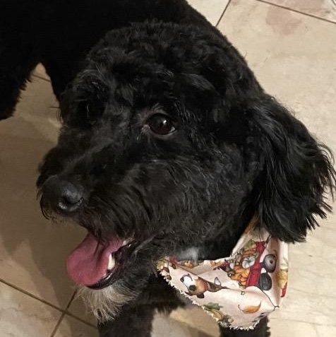 Enlarge Snoopy-Courtesy Posting, a ADOPTABLE mixed breed in Sudbury, MA image 1/2