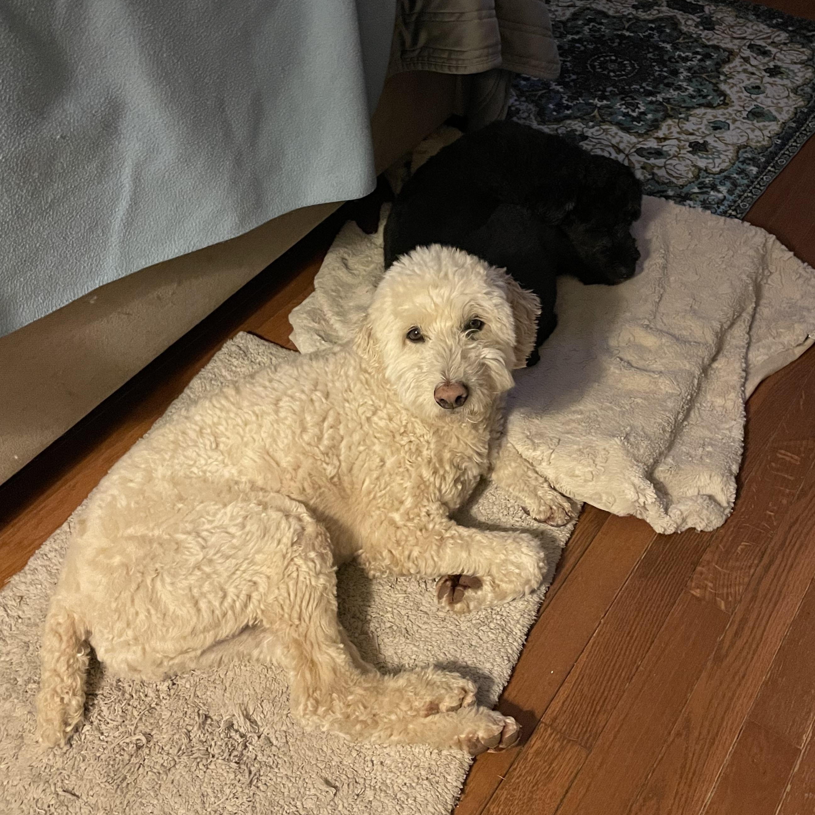 Enlarge Snoopy/Bagel-Courtesy Posting for Bonded Pair, a Adoptable mixed breed in Sudbury, MA image 3/4