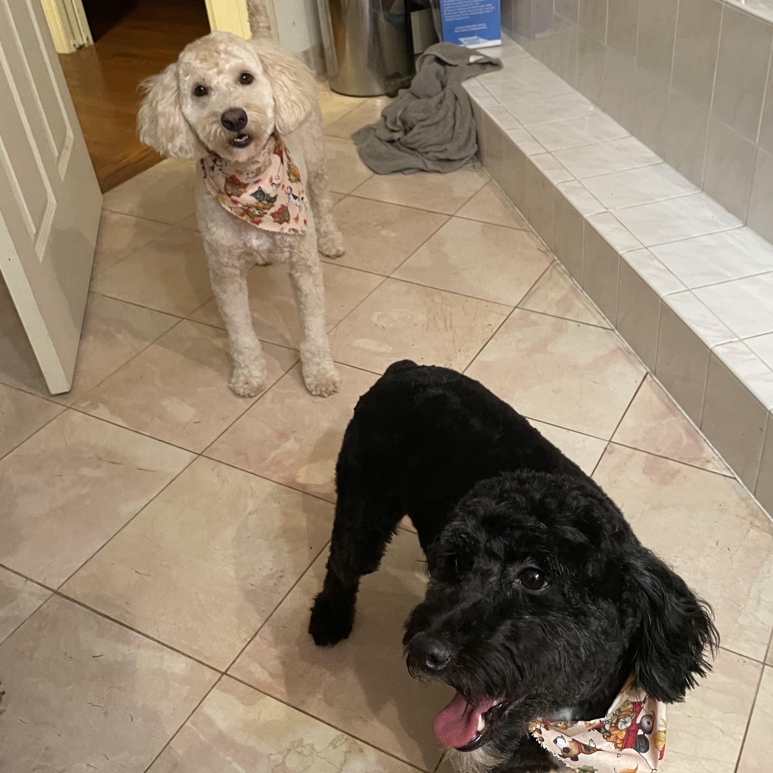 Enlarge Snoopy/Bagel-Courtesy Posting for Bonded Pair, a Adoptable mixed breed in Sudbury, MA image 4/4