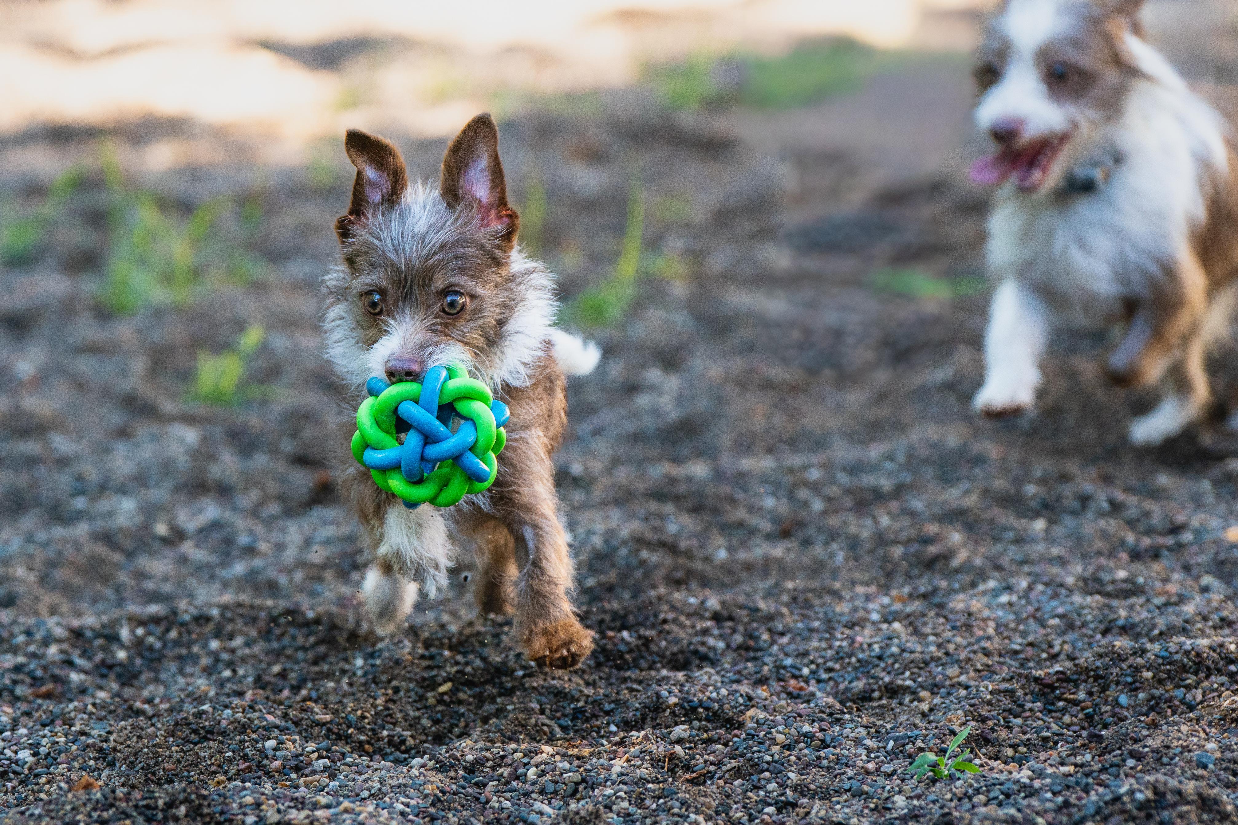 Shirley, an adopted mixed breed in Red Wing, MN image 4/6