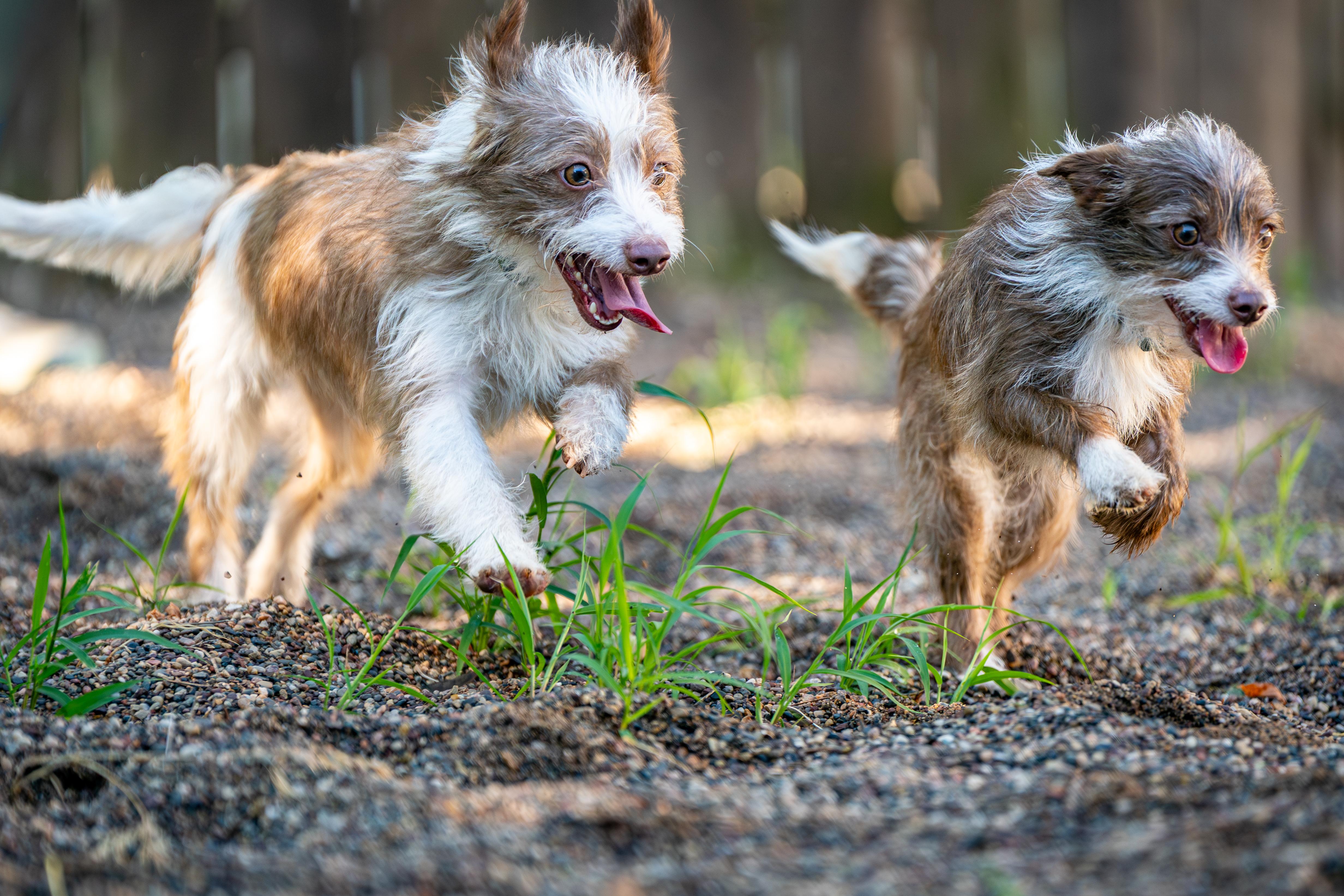 Shirley, an adopted mixed breed in Red Wing, MN image 6/6
