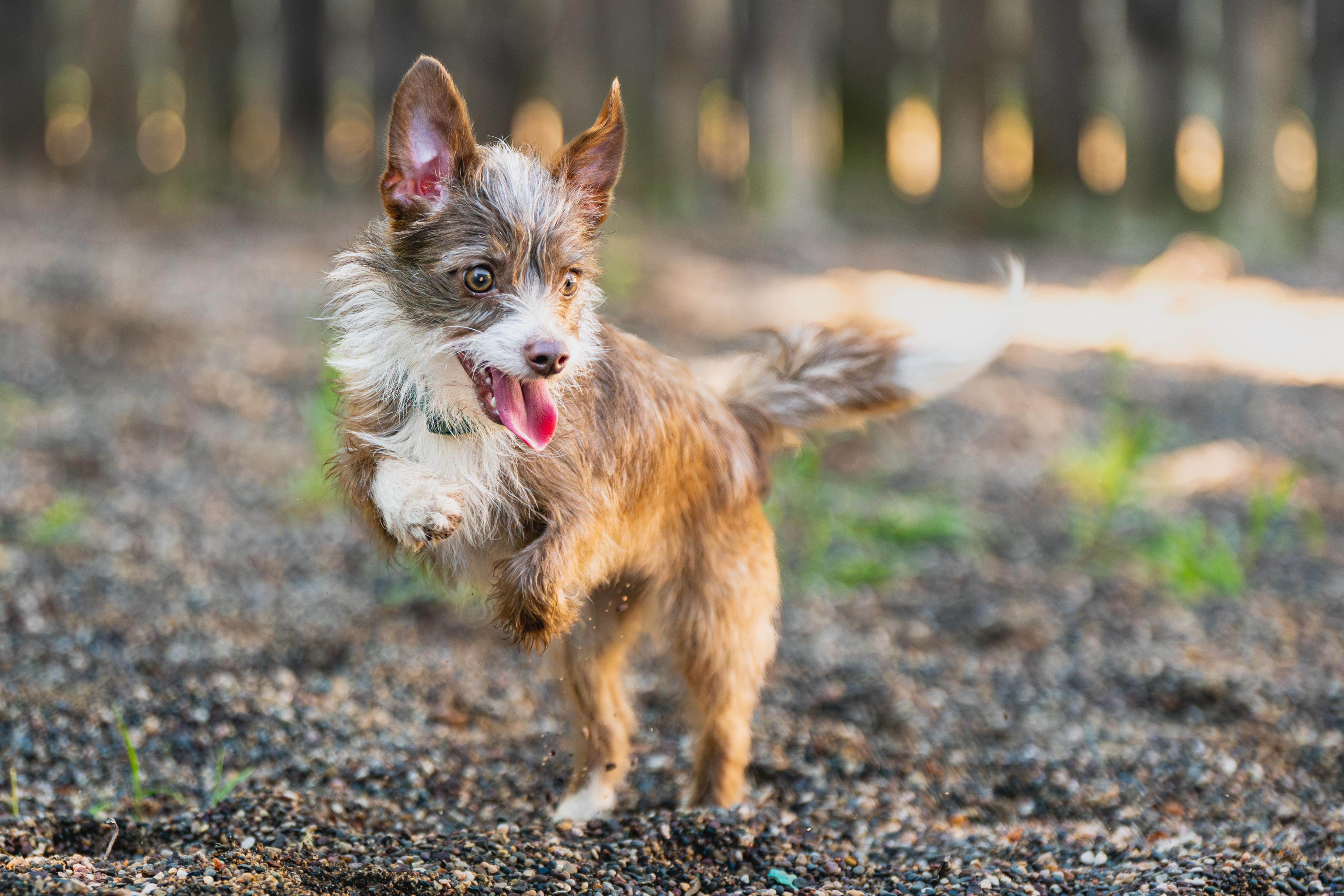 Shirley, an adopted mixed breed in Red Wing, MN image 2/6