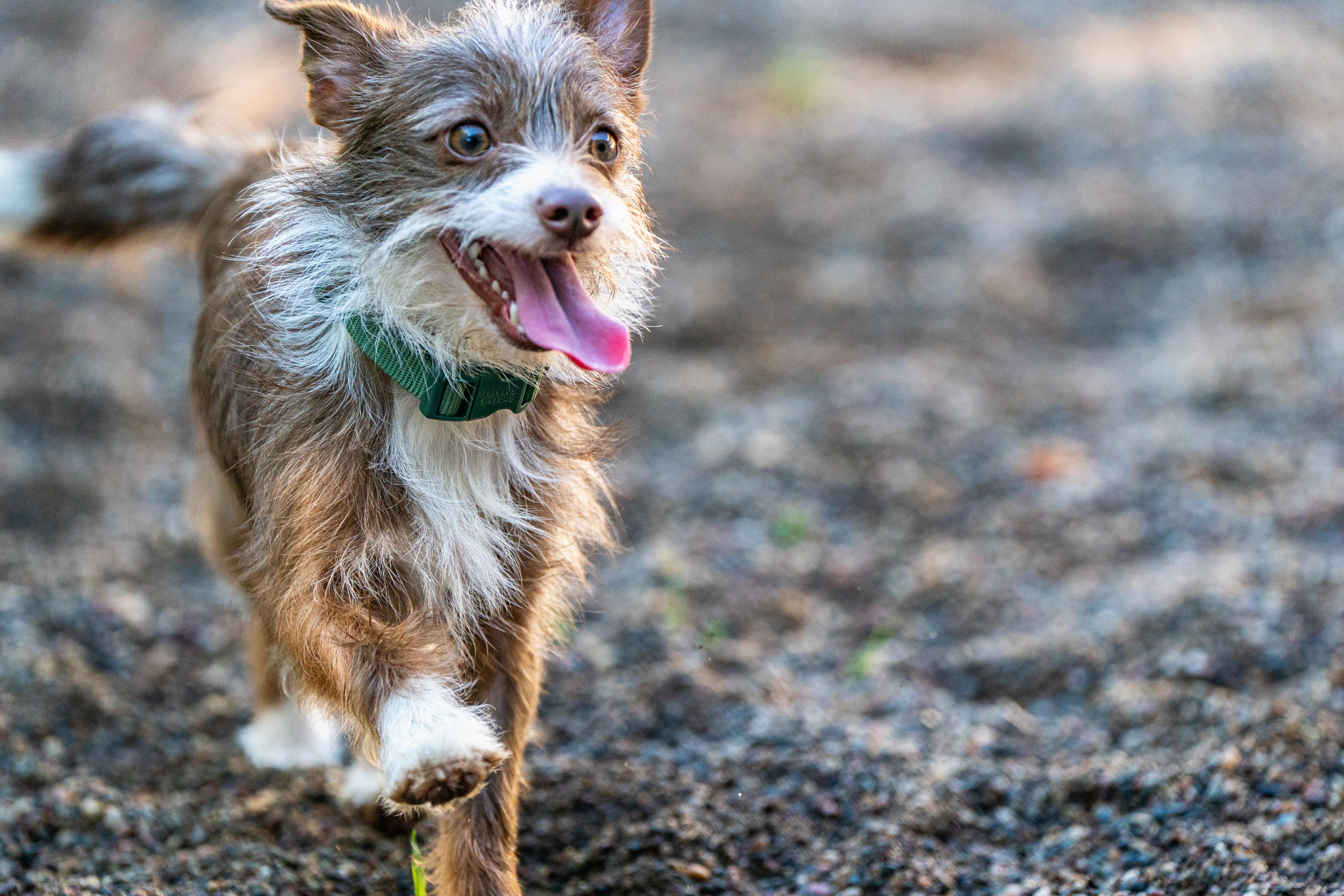 Shirley, an adopted mixed breed in Red Wing, MN image 3/6
