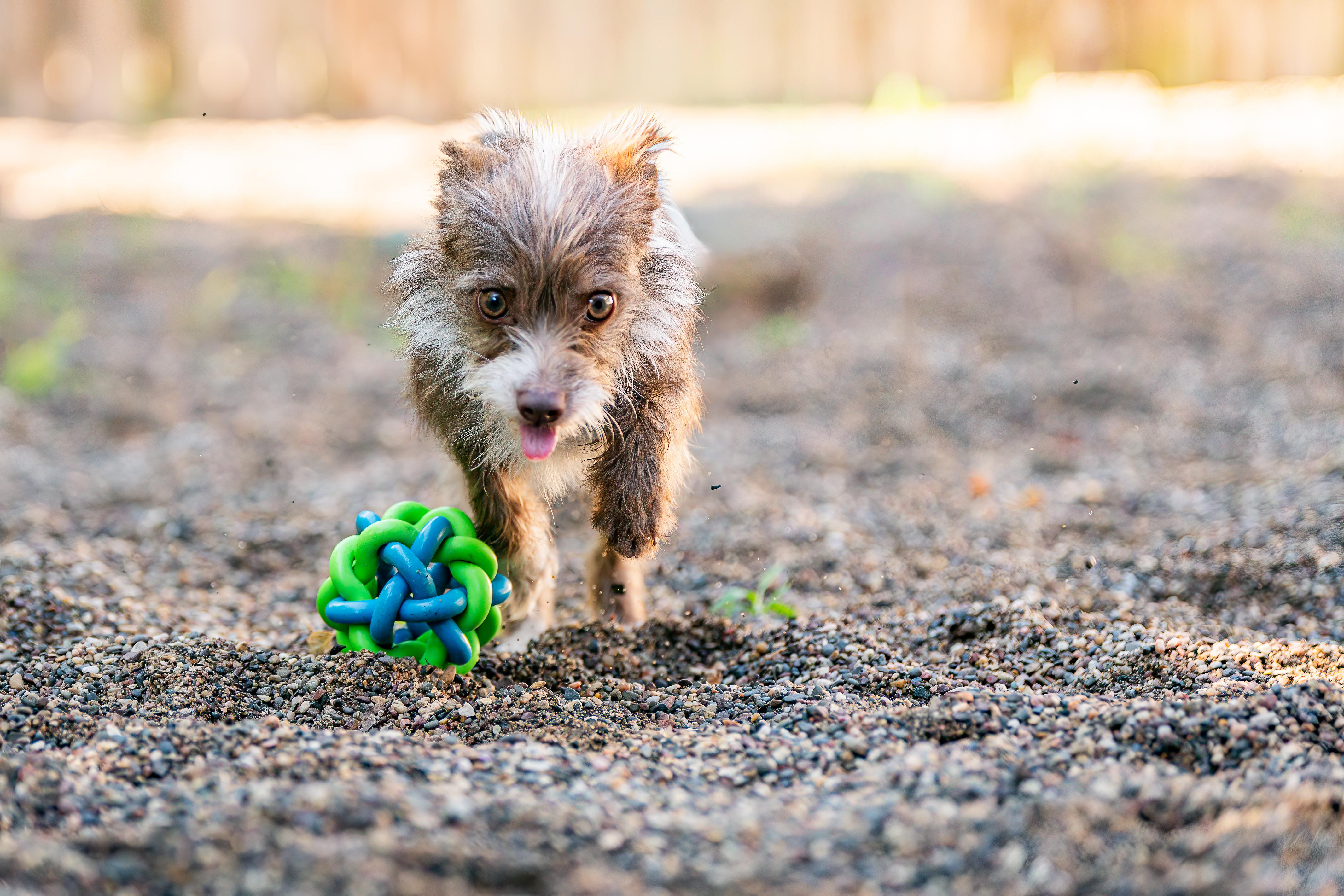 Shirley, an adopted mixed breed in Red Wing, MN image 5/6