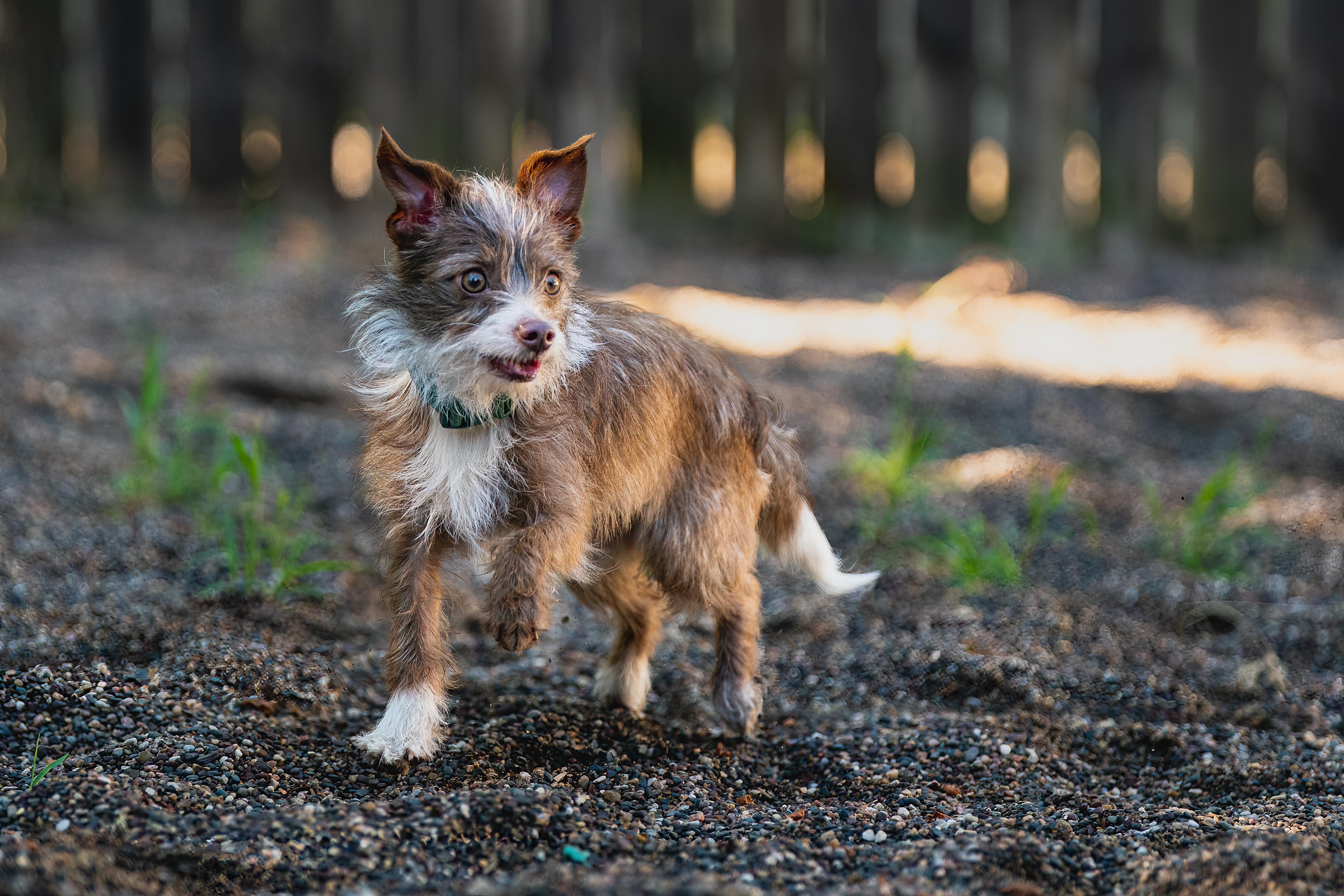 Shirley, an adopted mixed breed in Red Wing, MN image 1/6