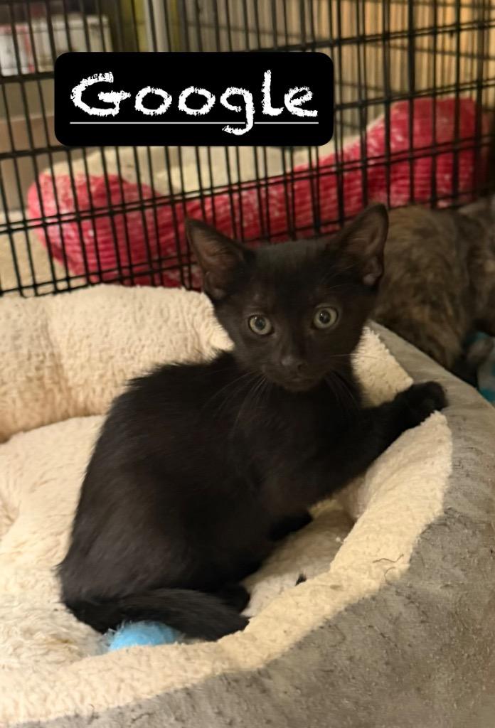 Enlarge Google, a Adoptable mixed breed in Maumelle, AR image 1/2
