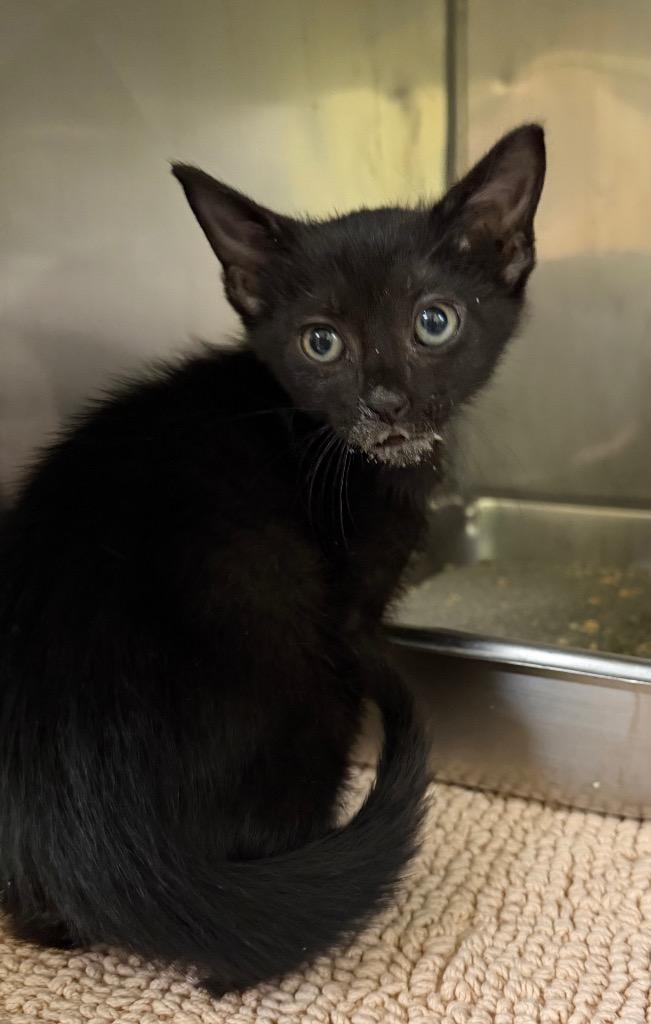 Enlarge Google, a Adoptable mixed breed in Maumelle, AR image 2/2